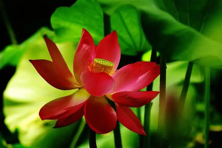 不一样的荷花一样的红