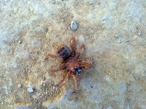 这不是蜘蛛,我们土话叫"叮当",这是什么虫子啊?学名是什么?