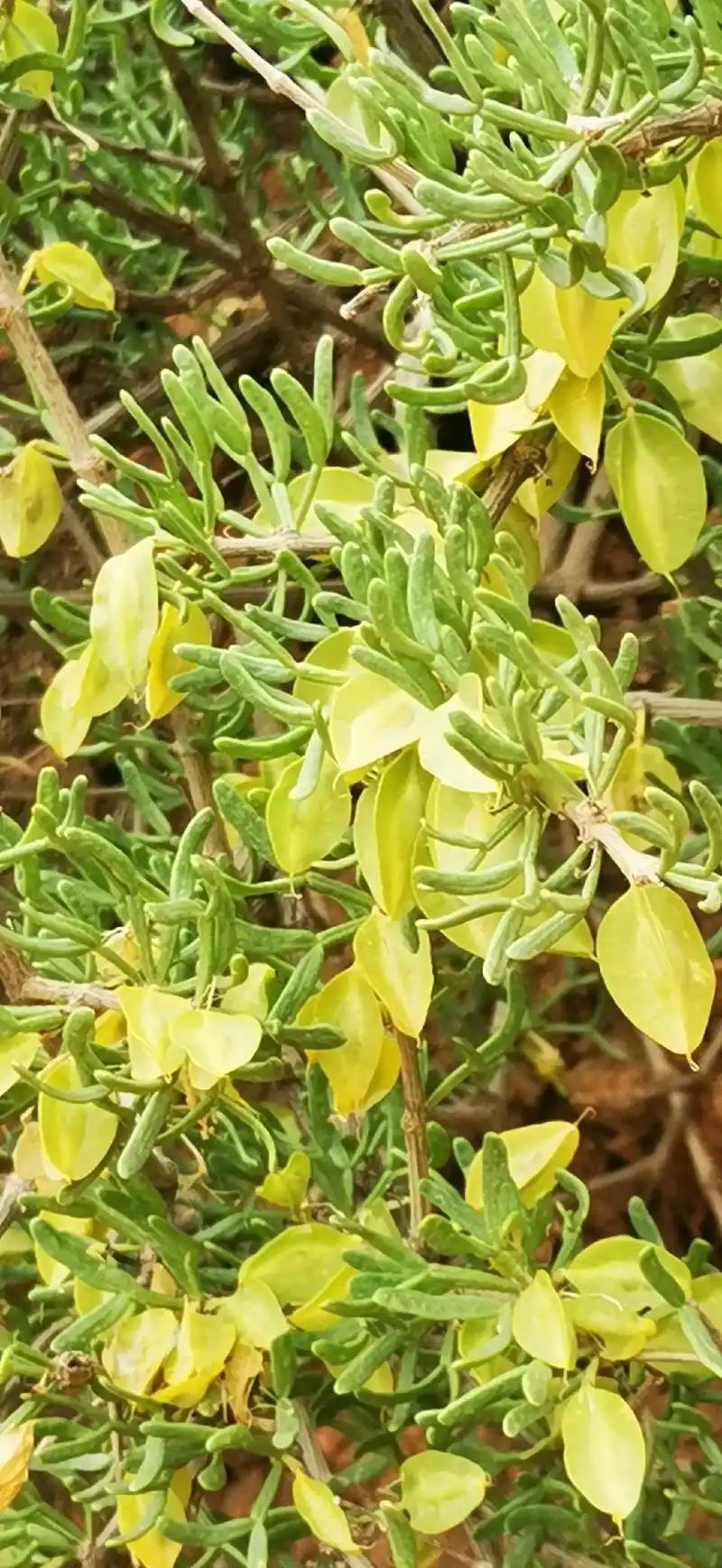 骆驼刺(草),在沙漠里才能生长的植物,豆目豆科,半灌木草本植 - 抖音