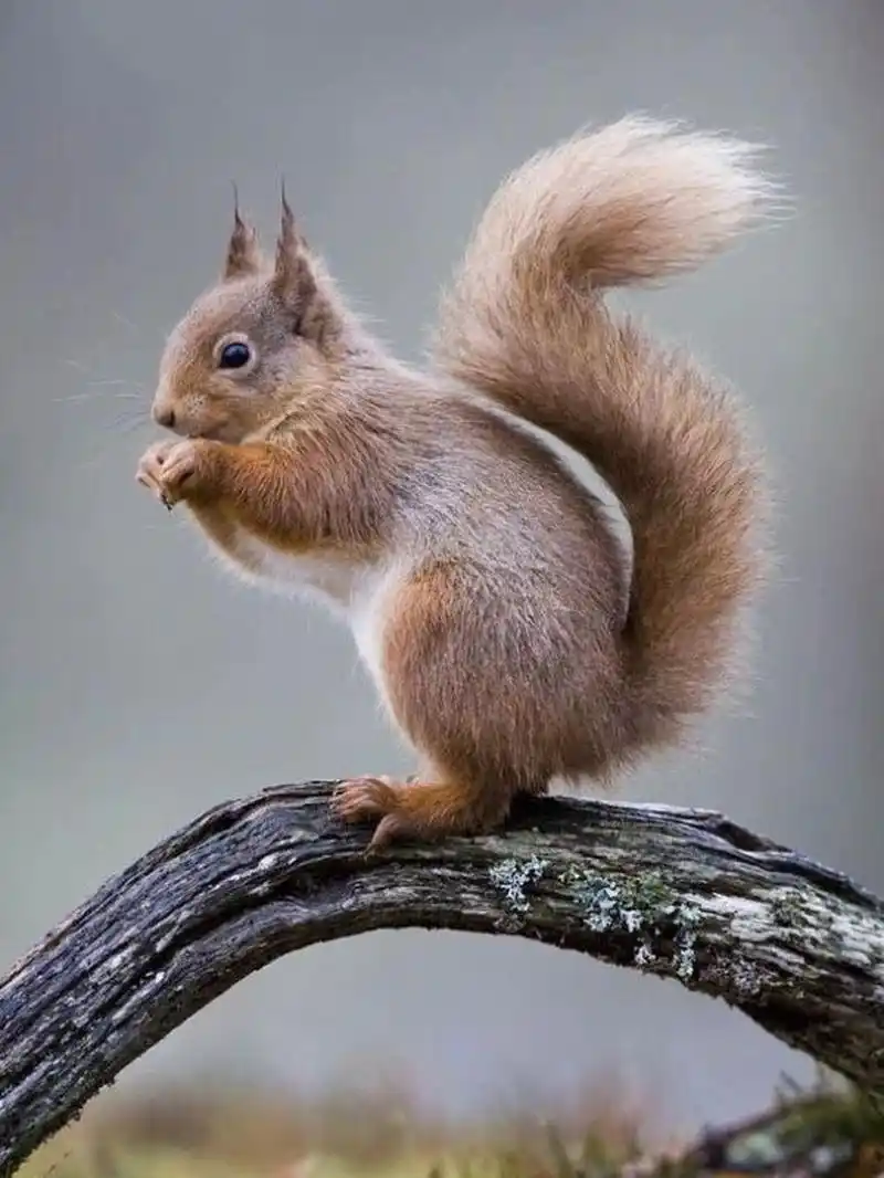 小松鼠绘画步骤讲解 ✏️🐿️小松鼠第一步,可以用图形归纳法