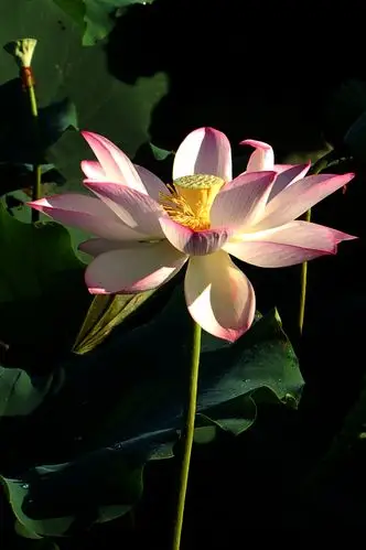 荷花之二_风景_poco摄影,花