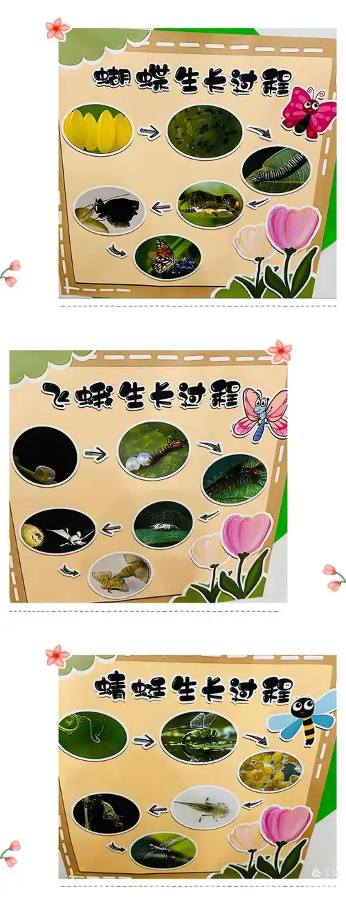 在益智区互动墙投放蝴蝶,蜻蜓,飞蛾生长过程,欣赏探索它们的奥秘
