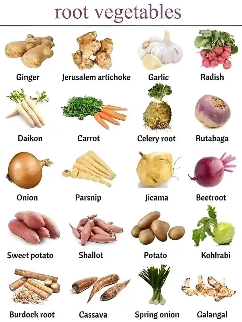 常见的根茎类蔬菜英文名
