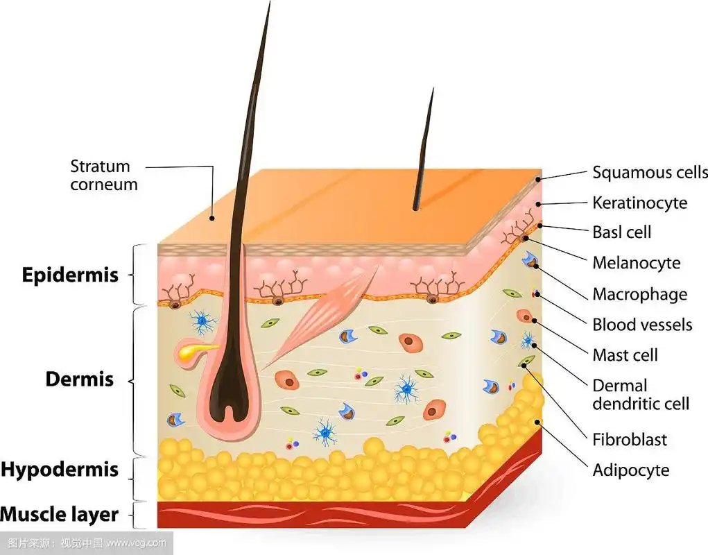 人类皮肤解剖学