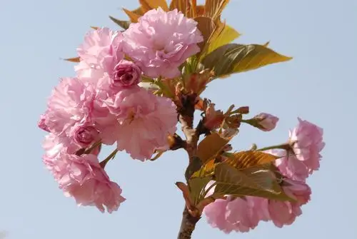 春天的花朵15-八重紫樱