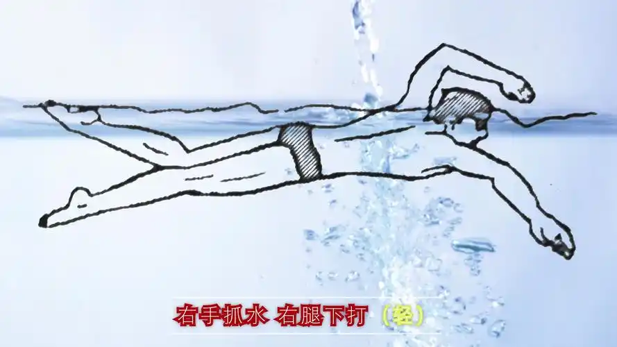 中游体育:很多人要自由泳六次腿打腿节奏图解 来喽_哔哩哔哩_bilibili