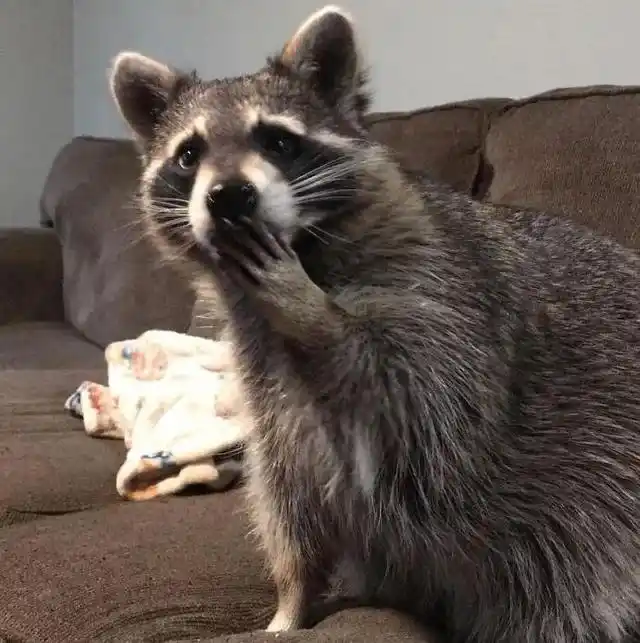 20张有趣的浣熊图片:不仅行为奇怪可爱,智商也很高