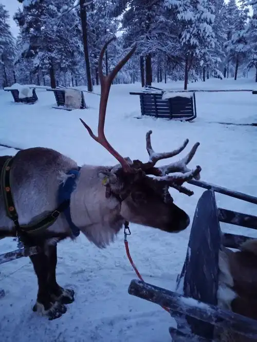 这是拉雪橇的驯鹿,这可是圣诞老人的坐骑呀,有点难看.