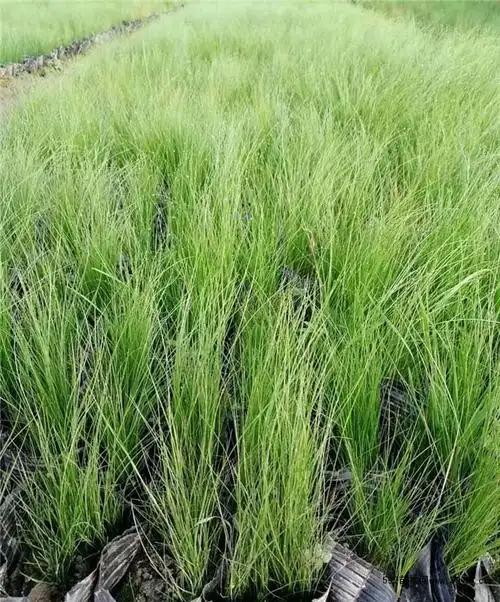 细茎针茅 细茎针茅介绍 细茎针茅地被花卉