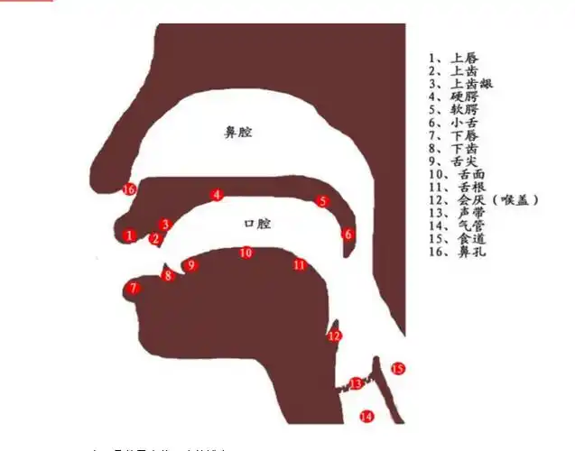 歌唱时发声器官示意图初学唱歌发声技巧图解