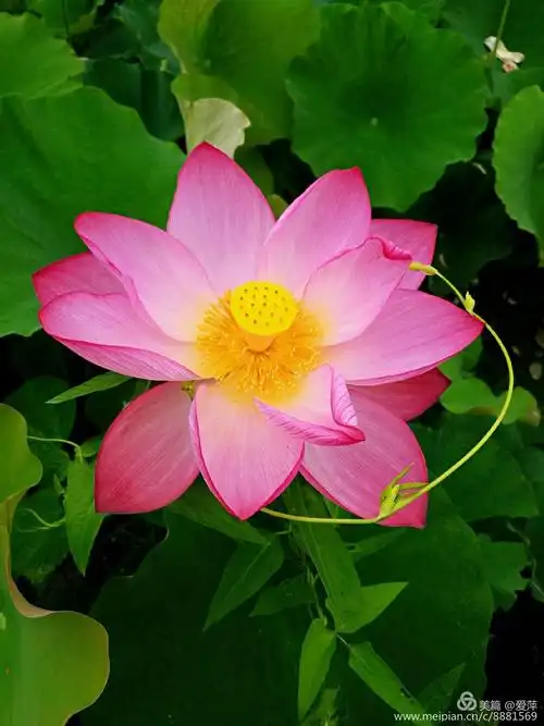 愿心如莲花,清静无染!