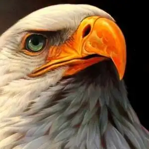 喜玛拉雅鹰头像