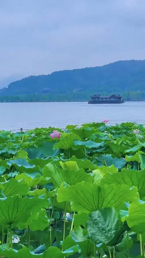 杭州西湖荷塘美景