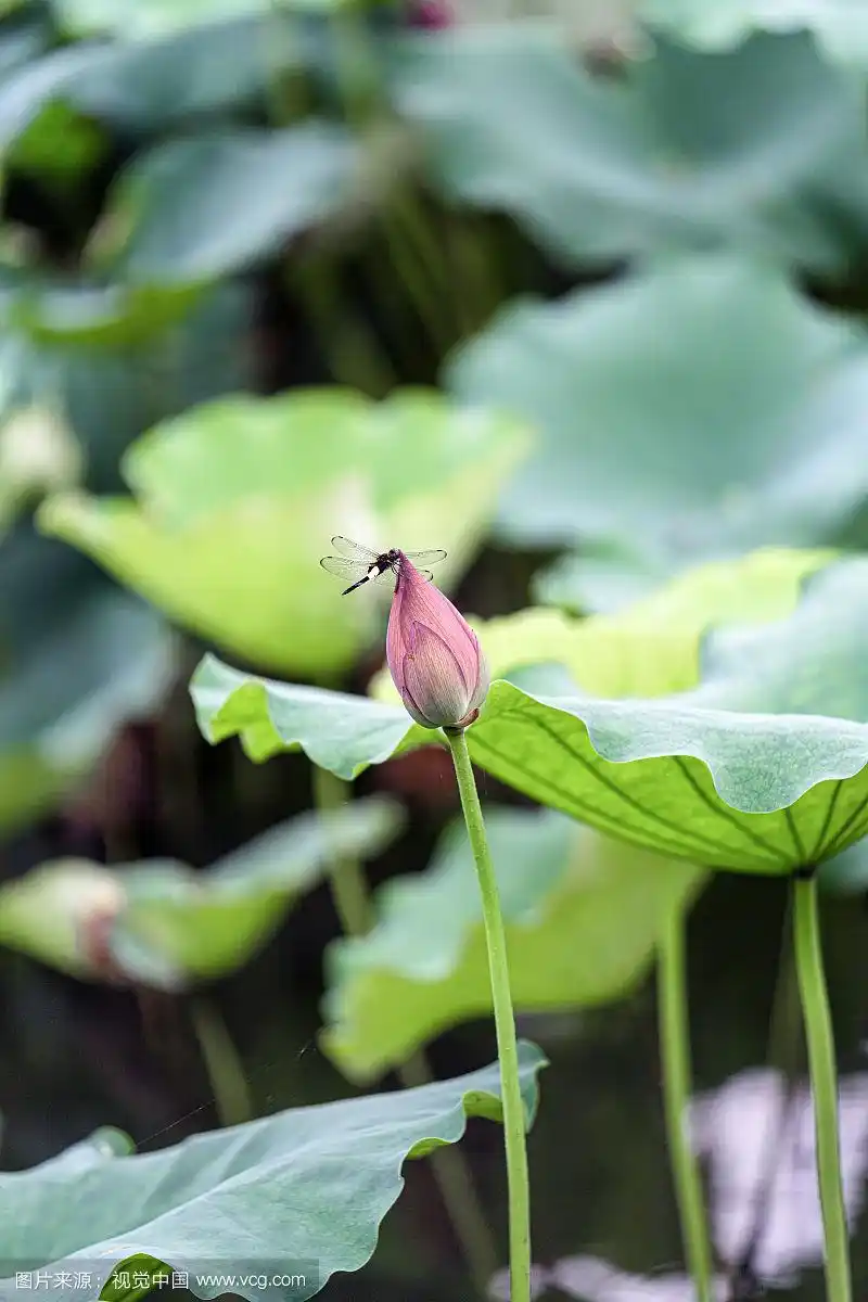 夏日蜻蜓荷花图