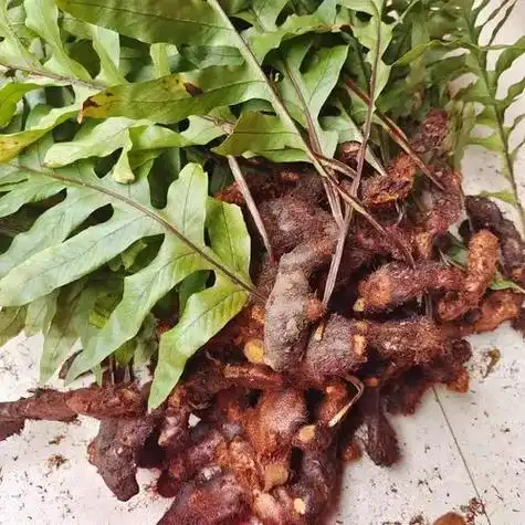 草药.前三张图片是骨碎补,后三张图片是白毛蛇.        - 抖音