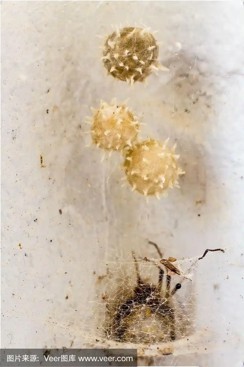 美丽的小蜘蛛卵