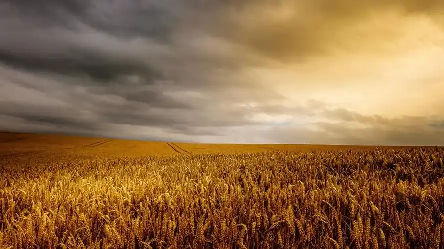 夏天,金色的麦田 640x1136 iphone 5/5s/5c/se 壁纸,图片,背景,照片