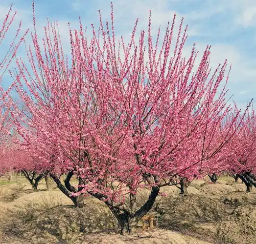 20公分红梅批发|20公分红梅供应商|20公分红梅树种植基地|20公分红梅