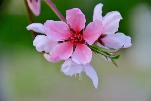 桃花的花瓣小巧玲珑,在那粉红色里偶尔有一些白,多么美丽,多么富有