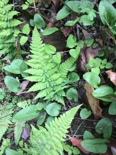 新鲜野生浙江一支箭 青藤 蛇咬子 狭叶瓶尔小草 鲜活苗250克300元