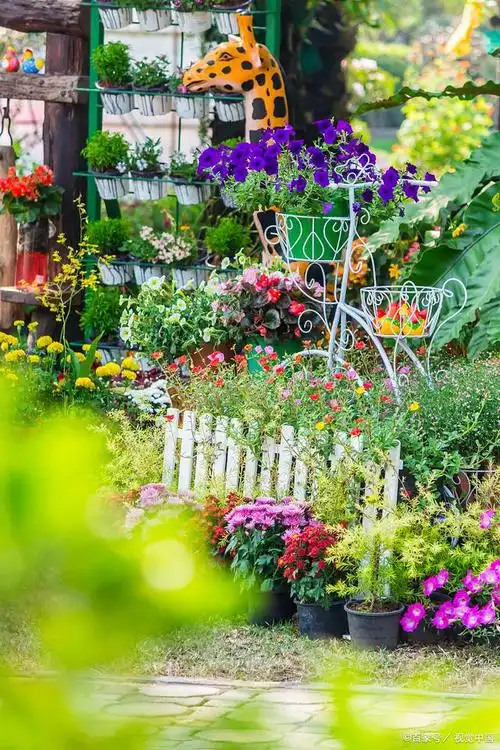 利用自家一楼的院子,倾注心血和努力,打造了一个让人陶醉的美丽花园