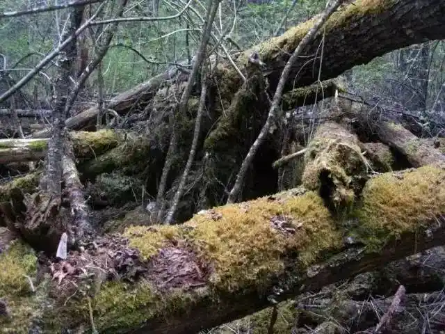 探秘西藏最神秘的树葬习俗地区卓龙沟