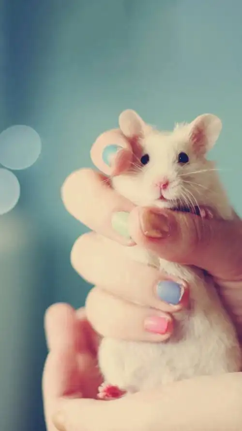 可爱小仓鼠呆萌高清手机壁纸图片,动物,可爱,高清,呆