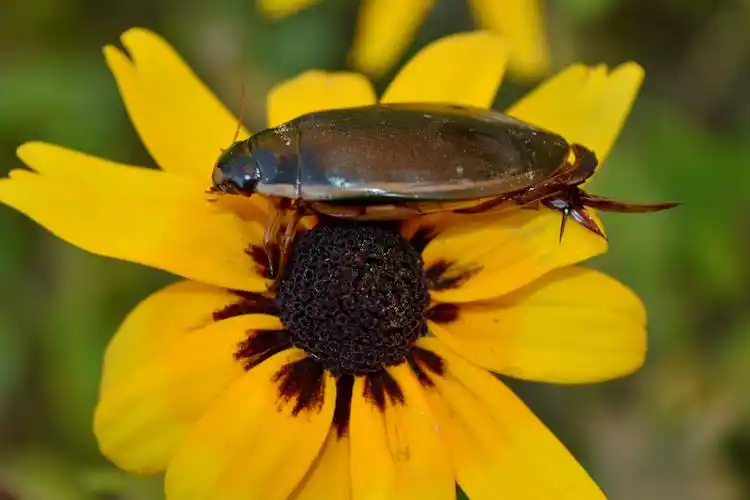 动物, 节肢动物, 美丽的花朵, 甲虫, 生物学, 盛开, 盛开, 开花, 植物