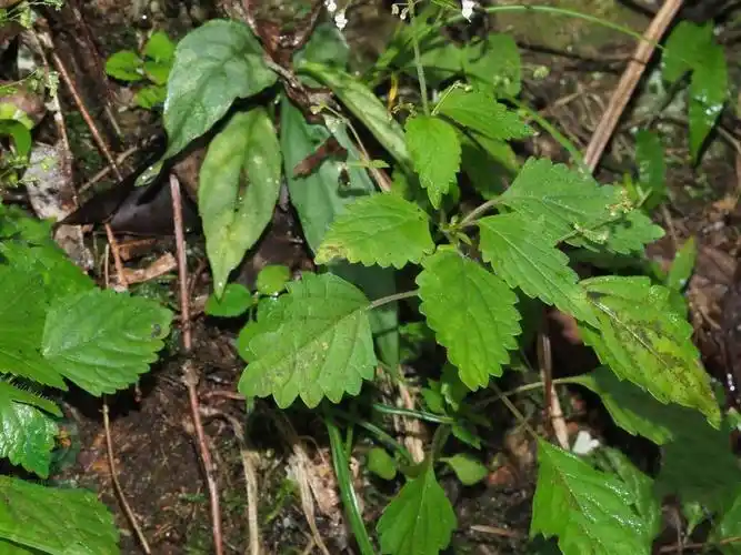 p>线纹香茶菜(学名: i> /i> i>isodon lophanthoides /i> (buchanan