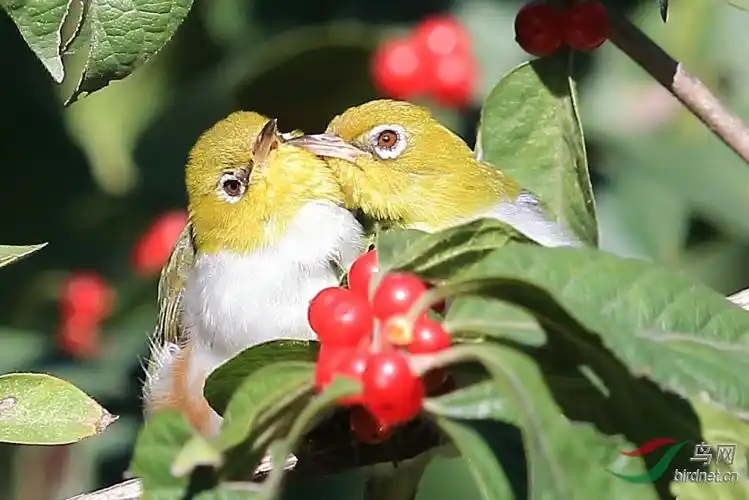 林鸟树丛中秀恩爱一对红胁绣眼鸟