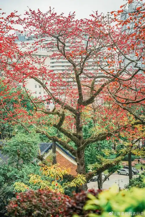 中山纪念堂木棉花王盛开广州中山纪念堂