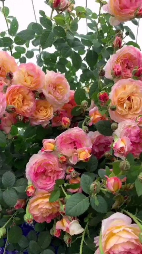 藤本月季詹森,耐寒耐旱,南北方都可以栽植-度小视