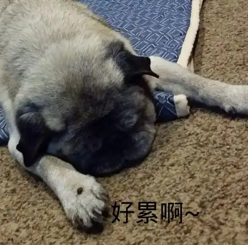 好累啊(累趴了)