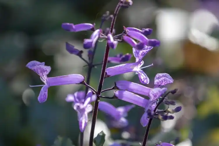 莫娜紫香茶菜vv首发