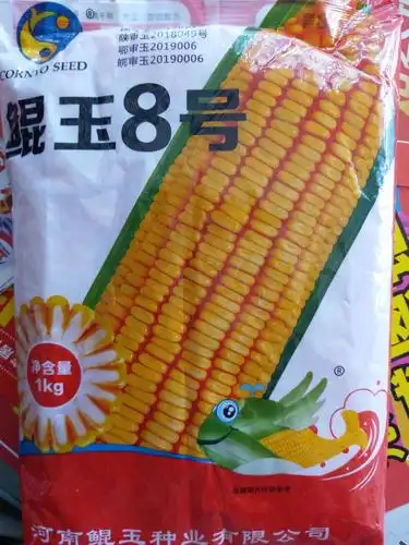 矮杆!大棒!粒硬!首选鲲玉8号!