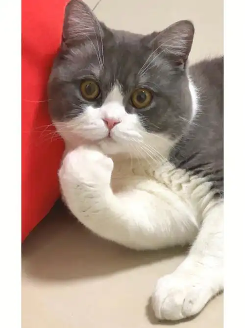 英短蓝白公吃什么发腮