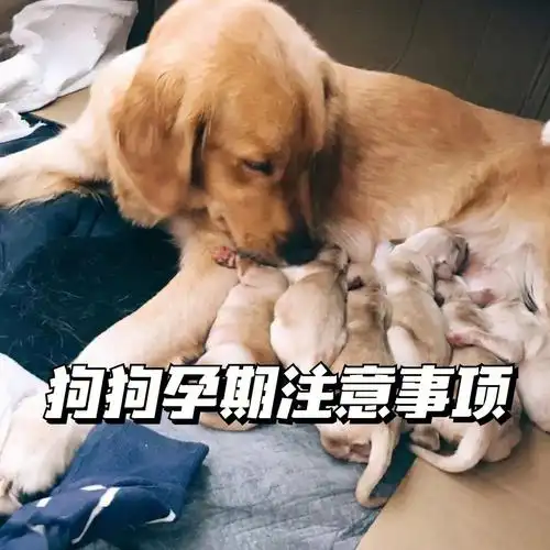 狗狗怀孕孕期有多久需要注意什么