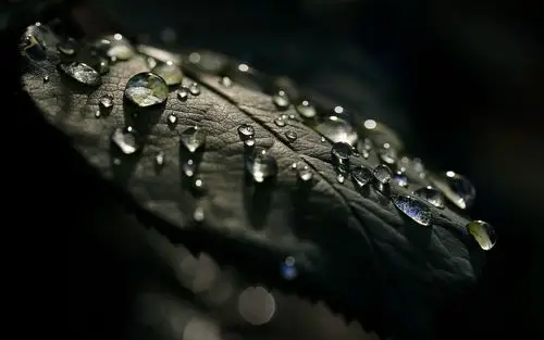 绿叶上的露珠唯美高清桌面壁纸