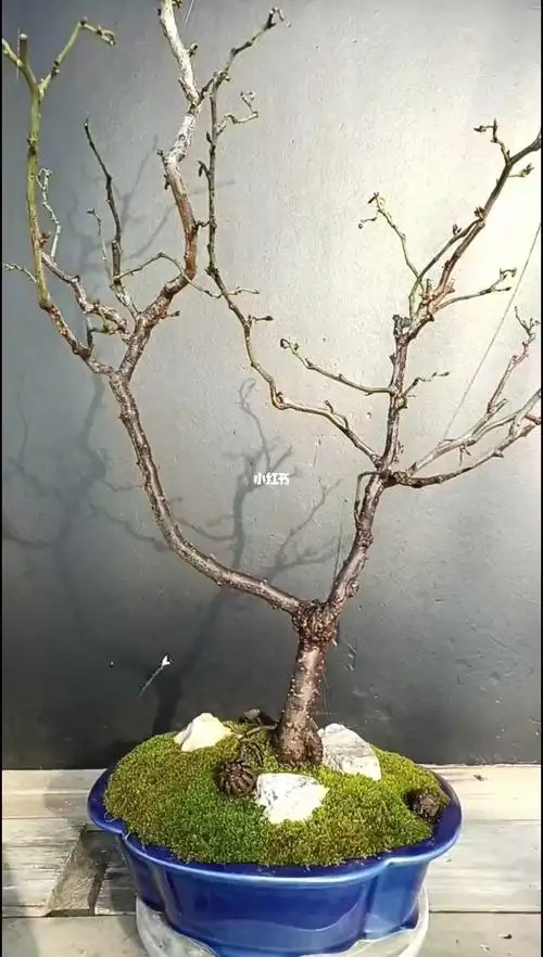 老桩老盆原生玉蝶龙游梅盆景