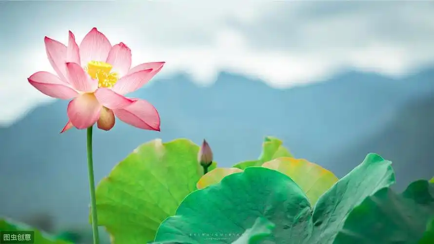 莲花代表什么象征意义(为什么莲花会在佛教中那么受重视)