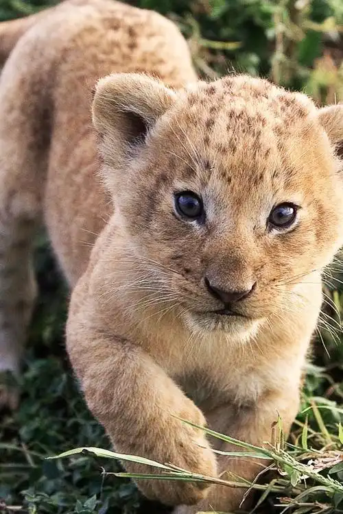 iphone 壁纸 可爱的狮子学习