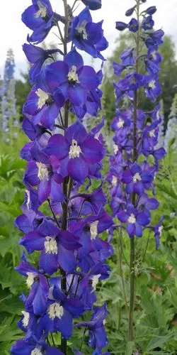 写美篇  2018年的今天(五月下旬)再次盛开翠雀花,在观赏完牡丹,板蓝花