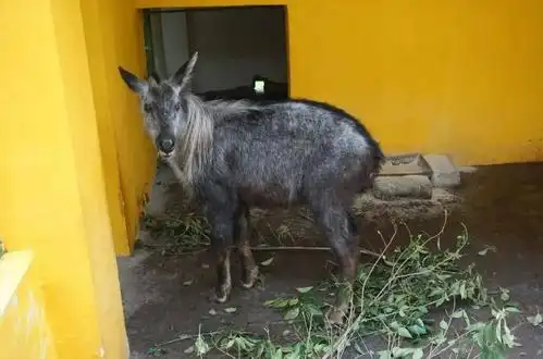 这"羊"一股胳肢窝味儿,怎么还有人想吃它?