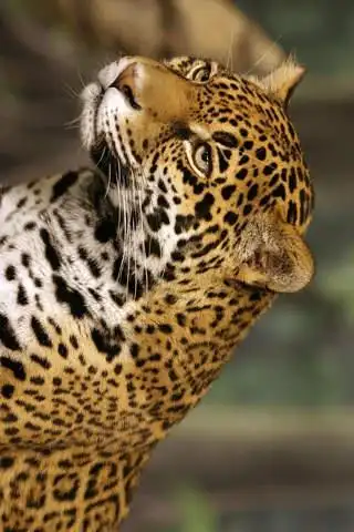 jaguar
