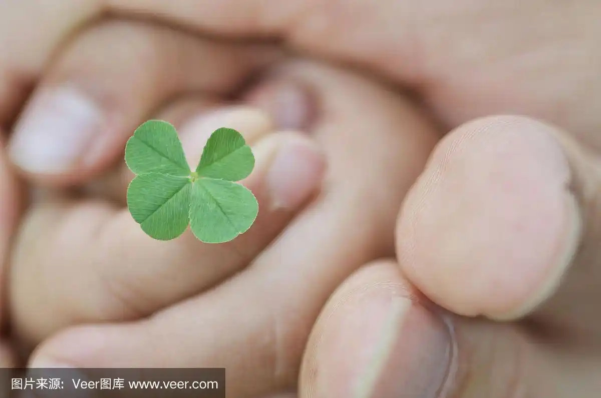 爸爸和孩子们的手捧着四叶草