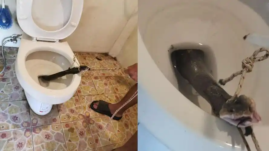 吓人!男子正准备方便 马桶内突然钻出一条剧毒眼镜蛇