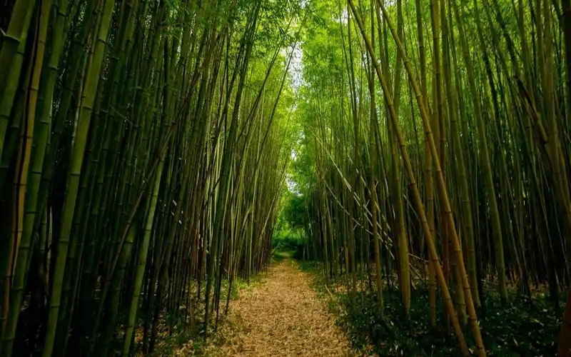 竹林心境淡然若无旁人电脑壁纸