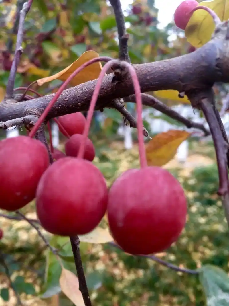 北美海棠果-一嘟噜