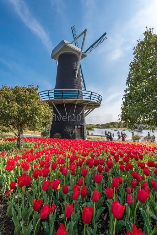 风车郁金香,宛如荷兰王国.