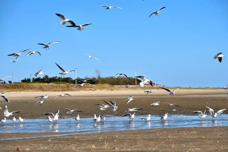银滩海边的海鸥 - 美篇